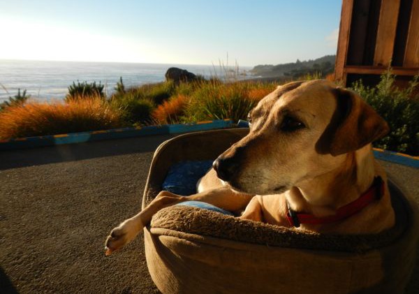 The new rules of dog ownership