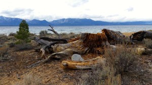 The large perch tree at Nevada Beach is no more. Photo/Provided