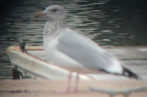 A herring gull through a scope.