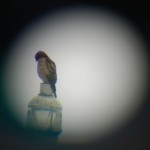 A red-shouldered hawk as seen through a scope.