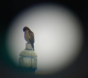 A red-shouldered hawk as  seen through a scope.
