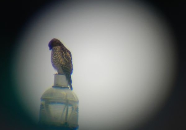 A world record big year for birds