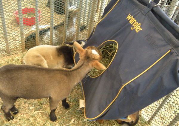 Goats to feed on discarded Christmas trees