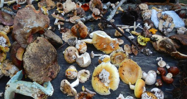 Wild mushrooms come in a variety of sizes and colors. Photos/Kathryn Reed