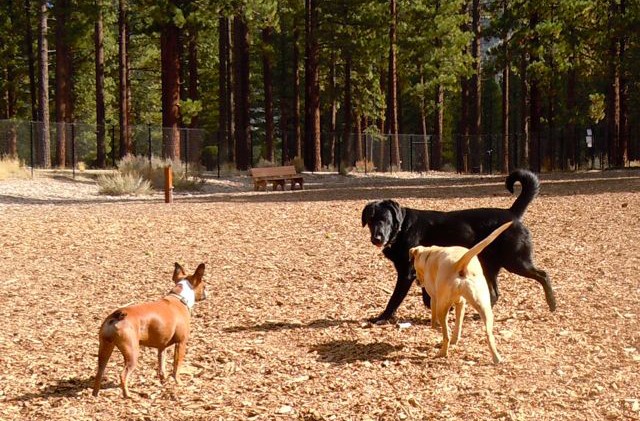 Truckee may get its first dog park