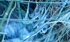 Bamboo and ice at one of the creeks.