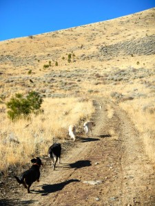The five dogs lead their people uphill.