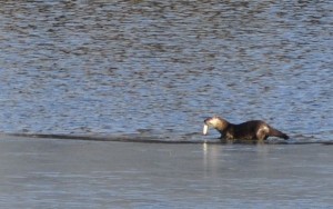 A river otter in January finds plenty to dine on at Lake Tahoe. Photos/Bob Sweatt