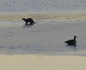 Wildlife at Lake Tahoe.