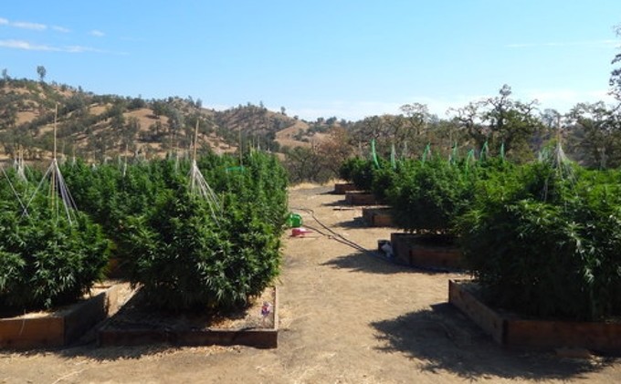 Calif. targets pot farms polluting waterways