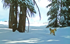 The rare fox saunters through Yosemite National Park. Photo/NPS