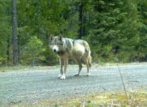 his remote camera photo taken May 3, 2014, and provided by the Oregon Department of Fish and Wildlife shows the wolf OR-7 on the Rogue River-Siskiyou National Forest in southwest Oregons Cascade Mountains. State and federal wildlife agencies said Wednesday, Jan. 7, 2015, they have designated OR-7, his mate and their pups the Rogue Pack, for their location in the Rogue River drainage in the Cascades east of Medford. It's the first pack in western Oregon and the ninth in the state since wolves from Idaho started swimming the Snake River in the 1990s. (AP Photo/Oregon Department of Fish and Wildlife, File)