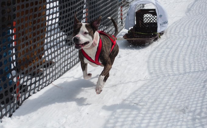 I-Did-A-Run returns to Tahoe Donner