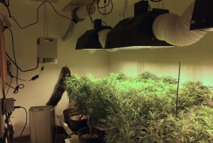 Special lights are required in the grow room. Photo/Steve Kubby