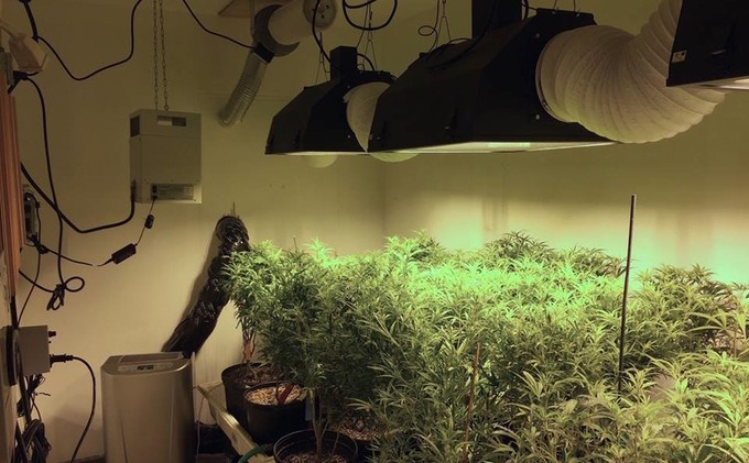 SLT eager to get pot grows into compliance