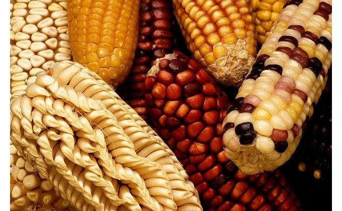 Doubts about bounty of genetically modified crops