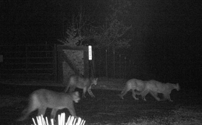 Photo shows mountain lions roaming Georgetown