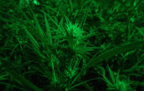 Meetings all about cannabis cultivation in Placer County