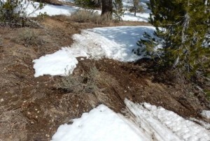Rutted soil and vegetation damage from operating a snowmobile on inadequate snow coverage is visible near the Mt. Rose Highway. Photo credit: U.S. Forest Service