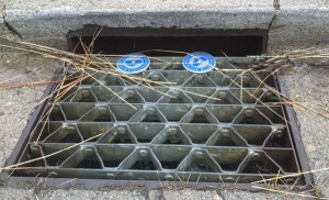 What goes in storm drains end up in Lake Tahoe. Photo/LTN