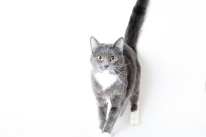 Sybil