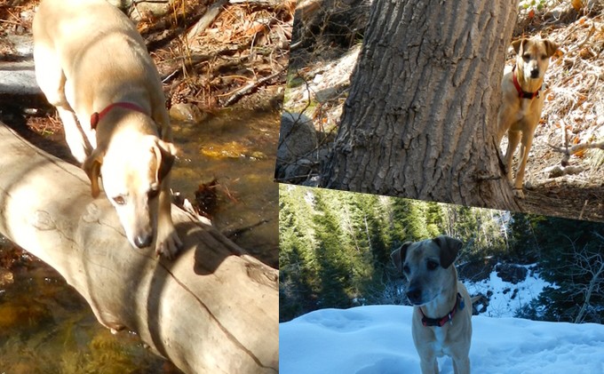Hiking adventure proves it’s a dog’s life