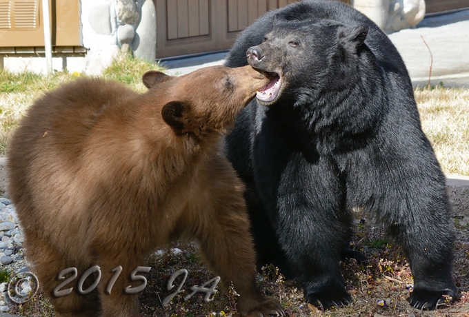 A mama and her cub play in the Tahoe Keys this week. Photo/John Adamski/Copyright