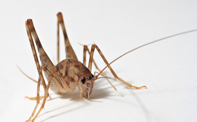 Find out which bugs are good for eating