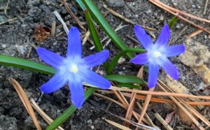 Plants, flowers and trees are blossoming and blooming in Lake Tahoe. Photo/LTN