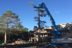 A tree in July 2014 is illegally removed from the Landing Resort. Photo/Isaac Walker