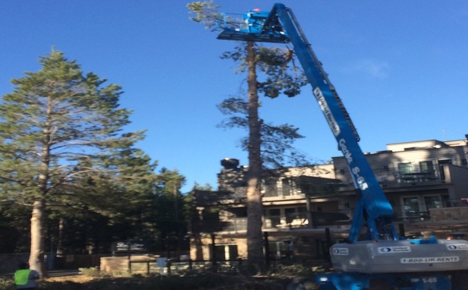 Letter: Ex-hotel employee documents tree removal