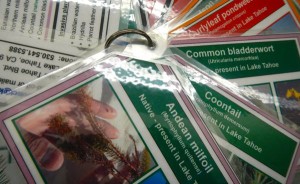 Laminated cards provided by the League help volunteer scientists identify invasive plants. Photo/LTN