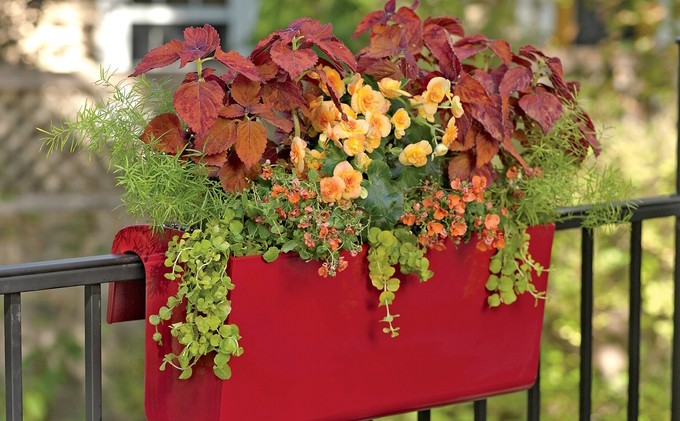 No gardening space — no problem
