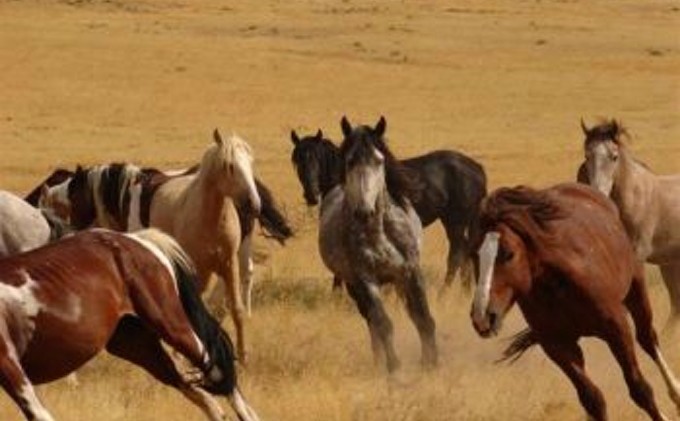 Feds abandon Nevada mustang roundup for now