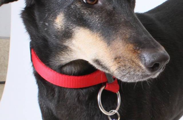 Incline shelter getting animals from hurricane relief efforts