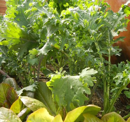 Kale is about to have an identity crisis