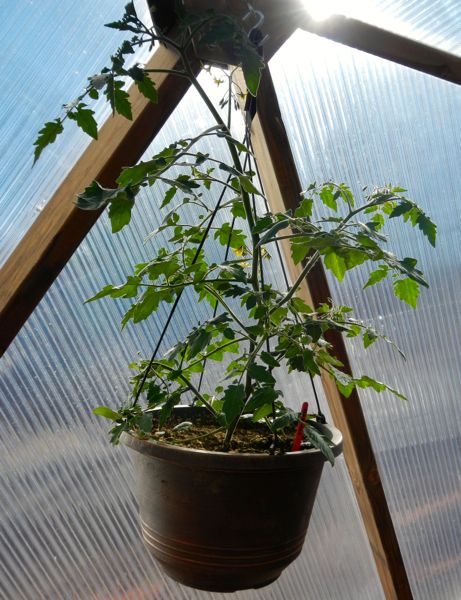 Sun filters in to the dome to help tomatoes grow.