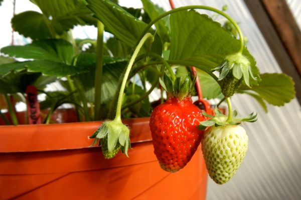 Workshops focus on growing veggies in Tahoe