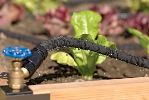 Drip irrigation systems apply the water directly to the soil which reduces water lost to overspray, evaporation and runoff. Photo/Gardener’s Supply Company