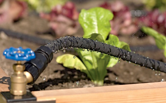 Drip irrigation helps conserve water