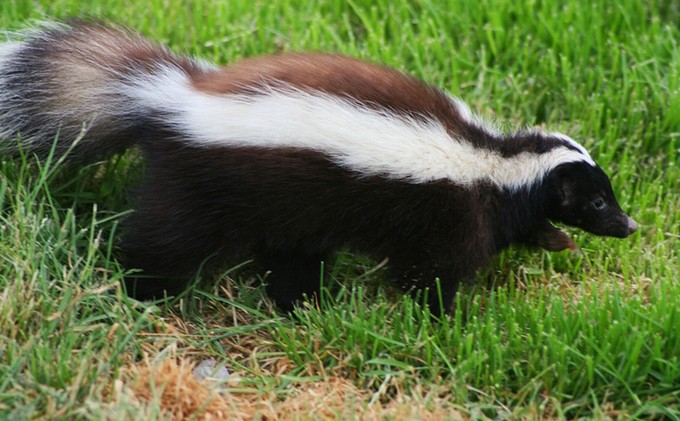 Skunk-dog encounter reported on South Shore