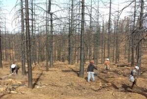  Contractor crews from Sierra Nevada Forestry Service planting seedlings.  USFS photo by D. Walsh