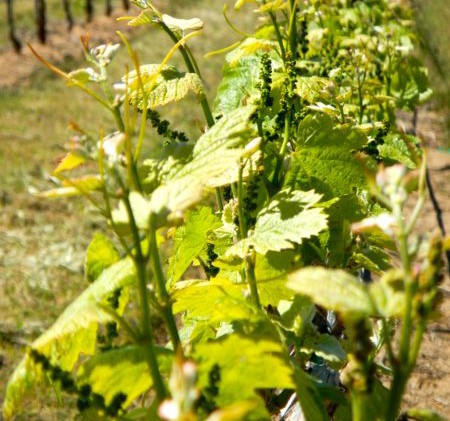 When Kansas was America’s Napa Valley