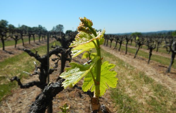 An early bud break will mean an early harvest in El Dorado County. Photos/Kathryn Reed
