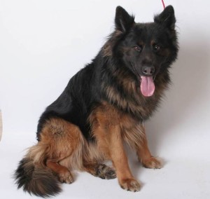 Mishka
