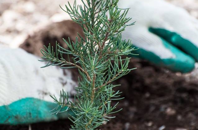 Tree planting sets Guinness World Record