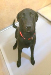 Tucker
