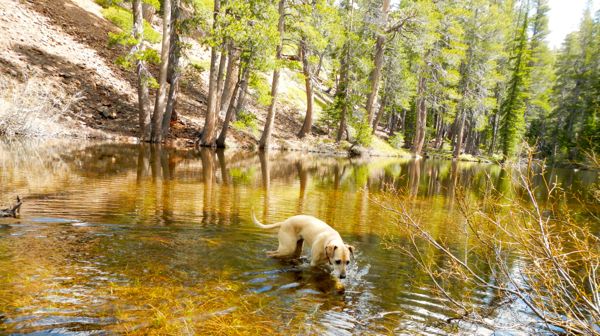 AJ gets a drink from what appears to be a new lake because of all of the runoff. Photos/Kathryn Reed