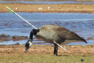 A goose with an arrow through it continues to survive at Lake Tahoe. Photo/Jenny Sweatt