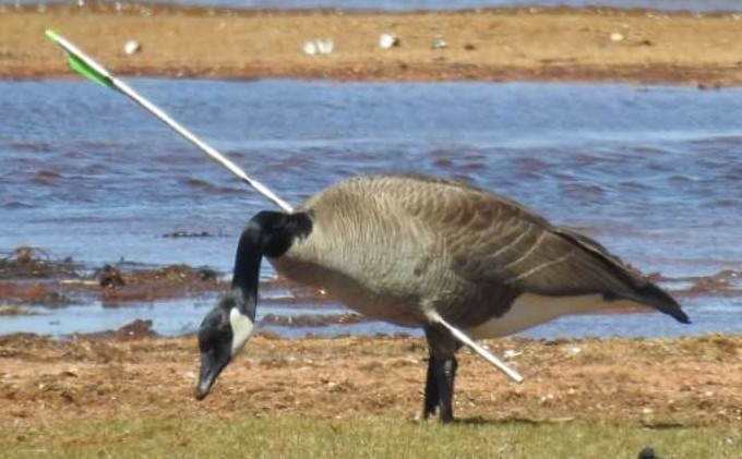 Goose with arrow spotted on South Shore